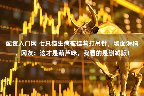 配资入门网 七只猫生病被挂着打吊针，场面滑稽，网友：这才是葫芦咪，我看的是删减版！